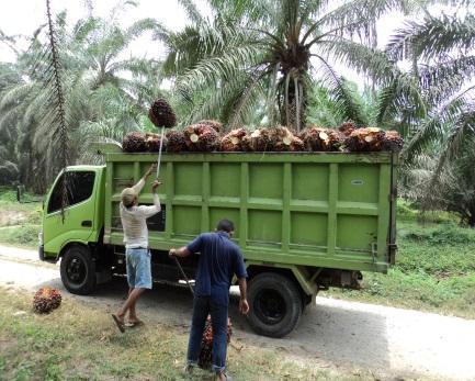 Anak Petani Tidak Suka Agen Sawit. Ini Sebabnya