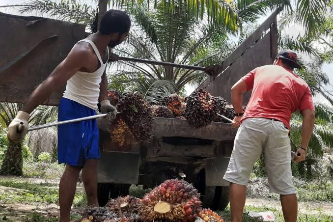 Harga Disbun Naik, Petani Sawit Swadaya Tetap Nelongso