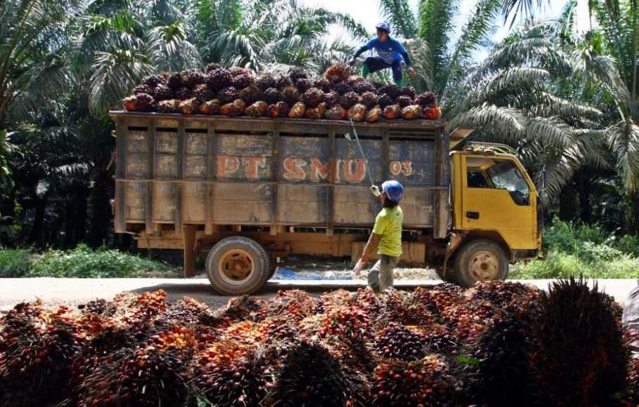 Ini Efek Keberadaan Perkebunan Sawit di Sebuah Daerah