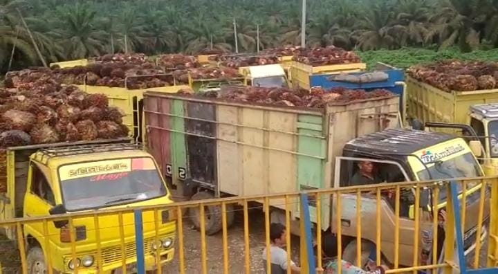 Tengkulak dan Supir Rugi Puluhan Juta Gara-gara Antre