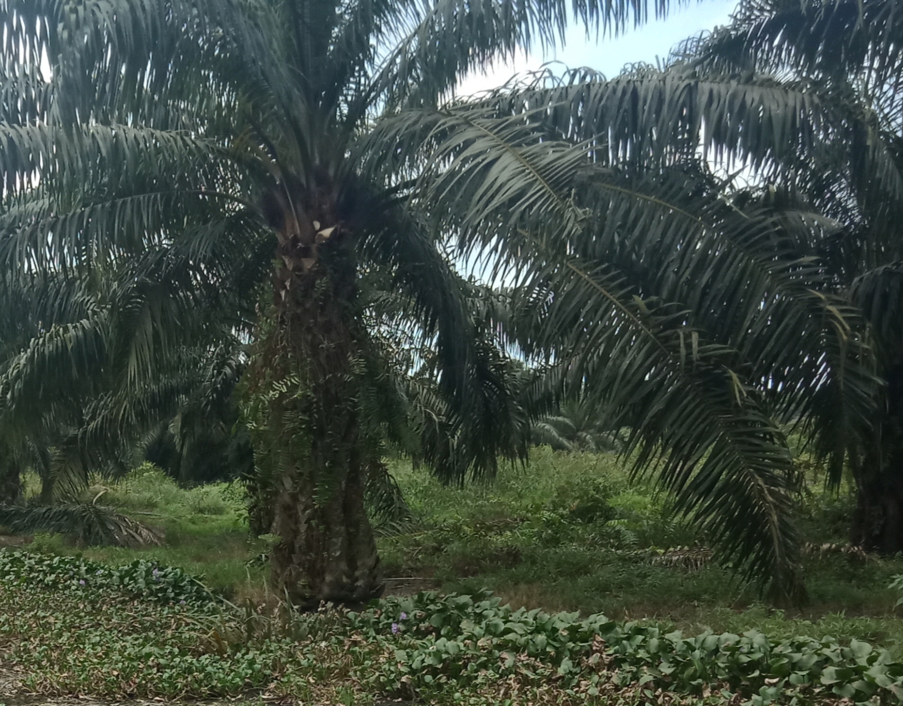 Berikut 14 Perusahaan Penghasil CPO di Sumbar