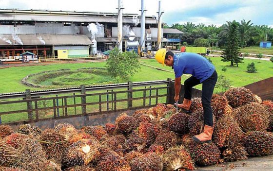 Ini yang Membuat Harga TBS Petani Tak Bermitra Terjerembab