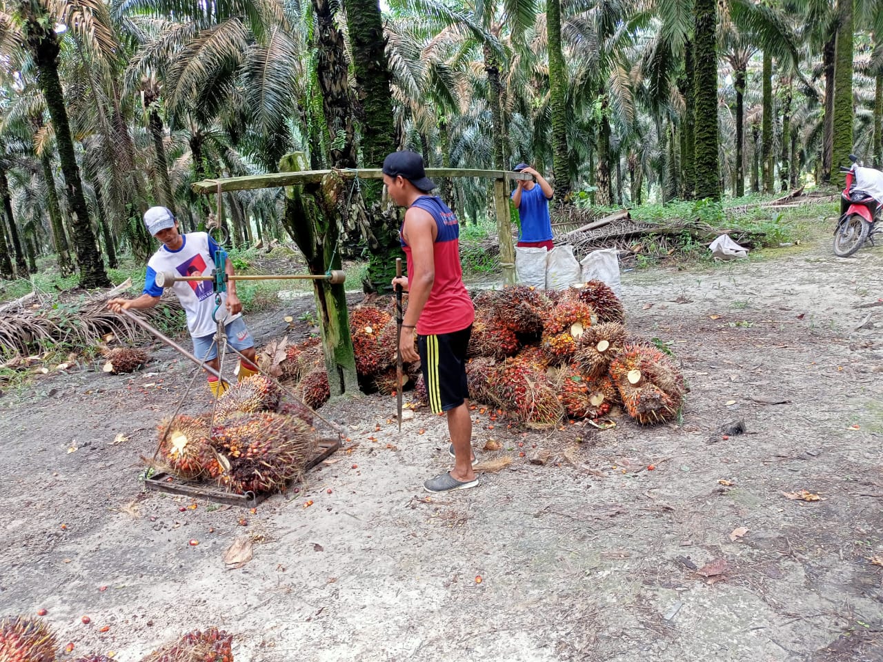 Gawat! Harga Resmi TBS di Riau Anjlok Hampir Rp 1.000