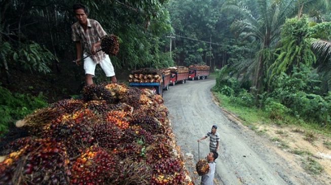 Provinsi ini Tertekan oleh Kebijakan Presiden Jokowi