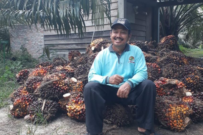 Perusahaan Kelimpungan, Sawit Terancam Tak Laku