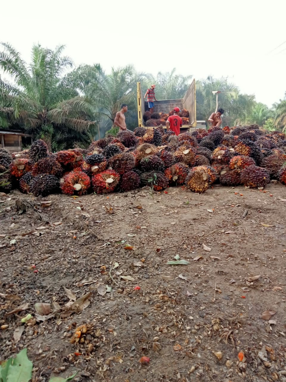 Harga TBS Sumbar Naik, Kini Bertengger di Angka ini