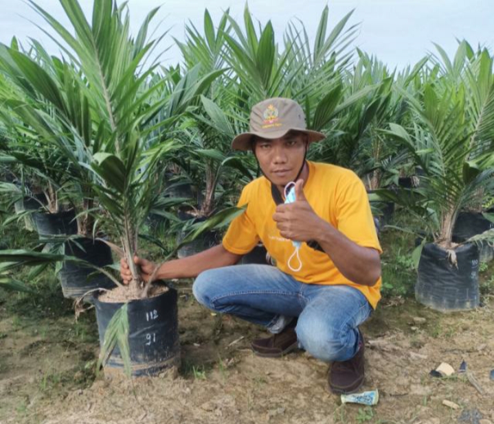 Petani Sawit Swadaya Mulai Putus Asa, Harga Anjlok Jadi Rp 500/kg