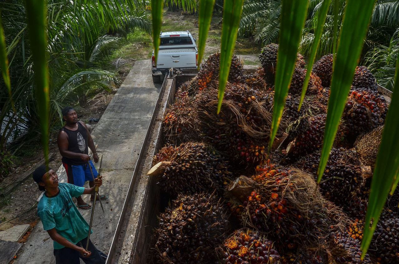 Selain Harga Masih Lumayan Tinggi, Buah Sortiran pun Masih Laku di Inhu