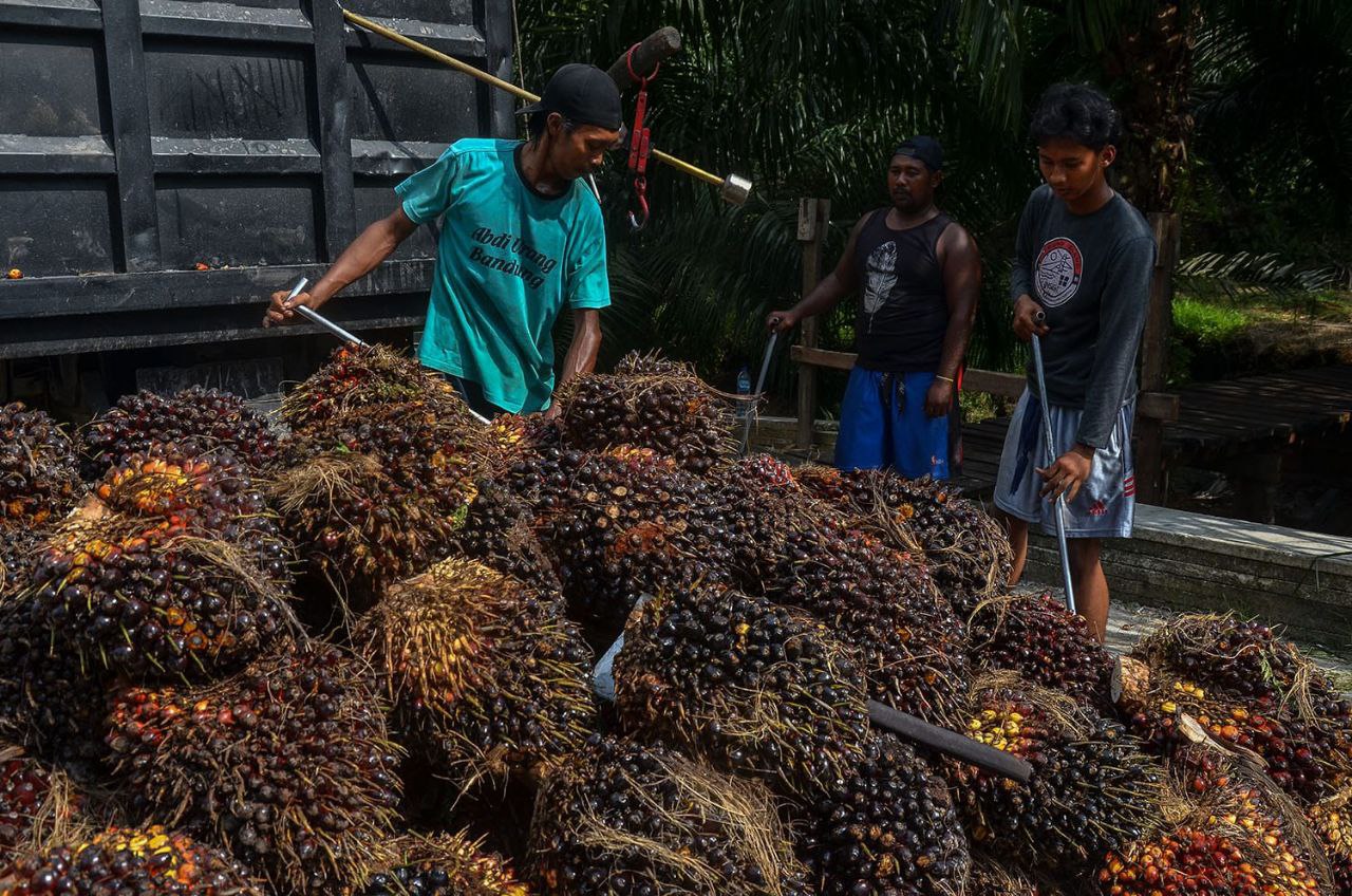 Ini Salah Satu Faktor Perbedaan Harga Plasma dan Swadaya