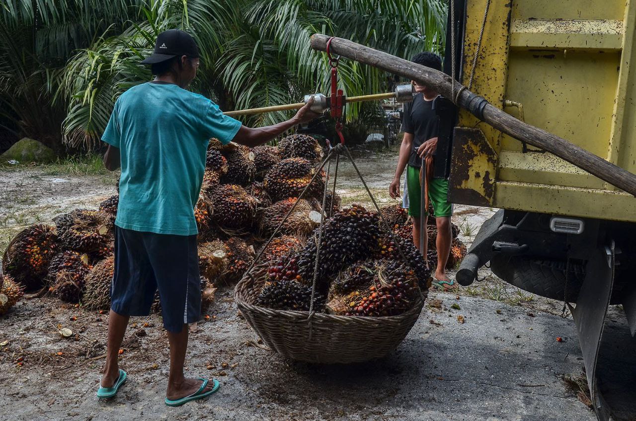 Ekspor CPO Dibuka, Begini Harapan Petani Sawit Riau