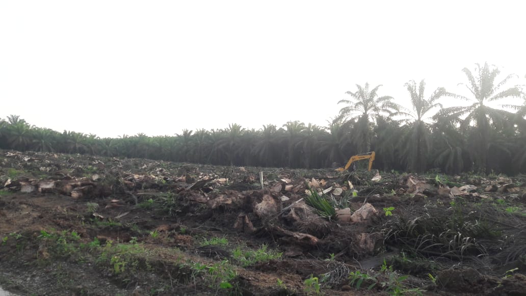 PTPN V Dituding Caplok Hutan Lindung Jadi Kebun Sawit