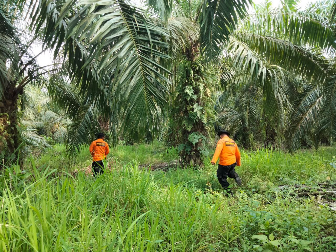 Kakek Pikun Hilang di Kebun Sawit Riau, Sudah Seminggu Belum Ditemukan