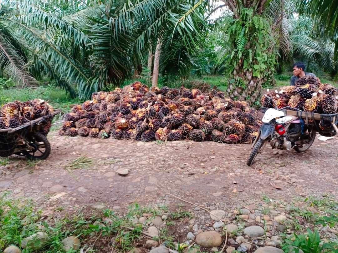 Rata-rata PKS di Mukomuko Naikkan Harga Sawit Rp50/kg