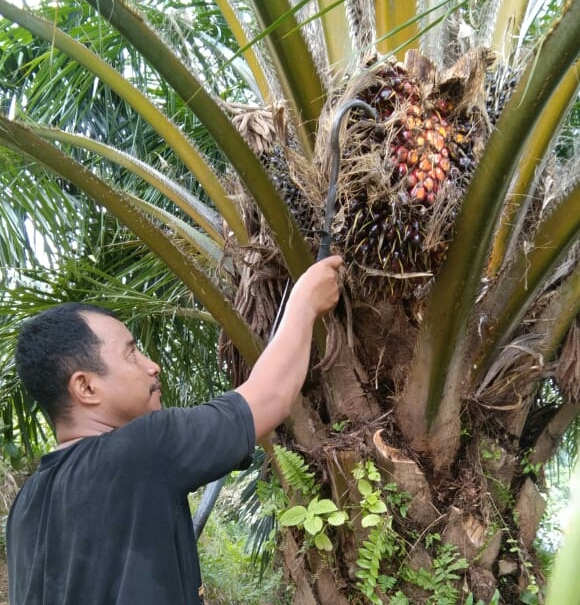 TBS Masih Dibeli Murah, Petani Swadaya Mengeluh