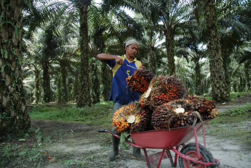 Harga TBS di Daerah Ini Mulai Bikin Petani Tersenyum