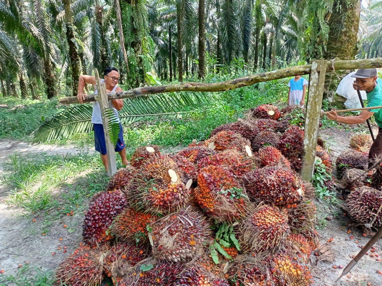 Amboi..., Harga TBS di Riau Turun Lagi