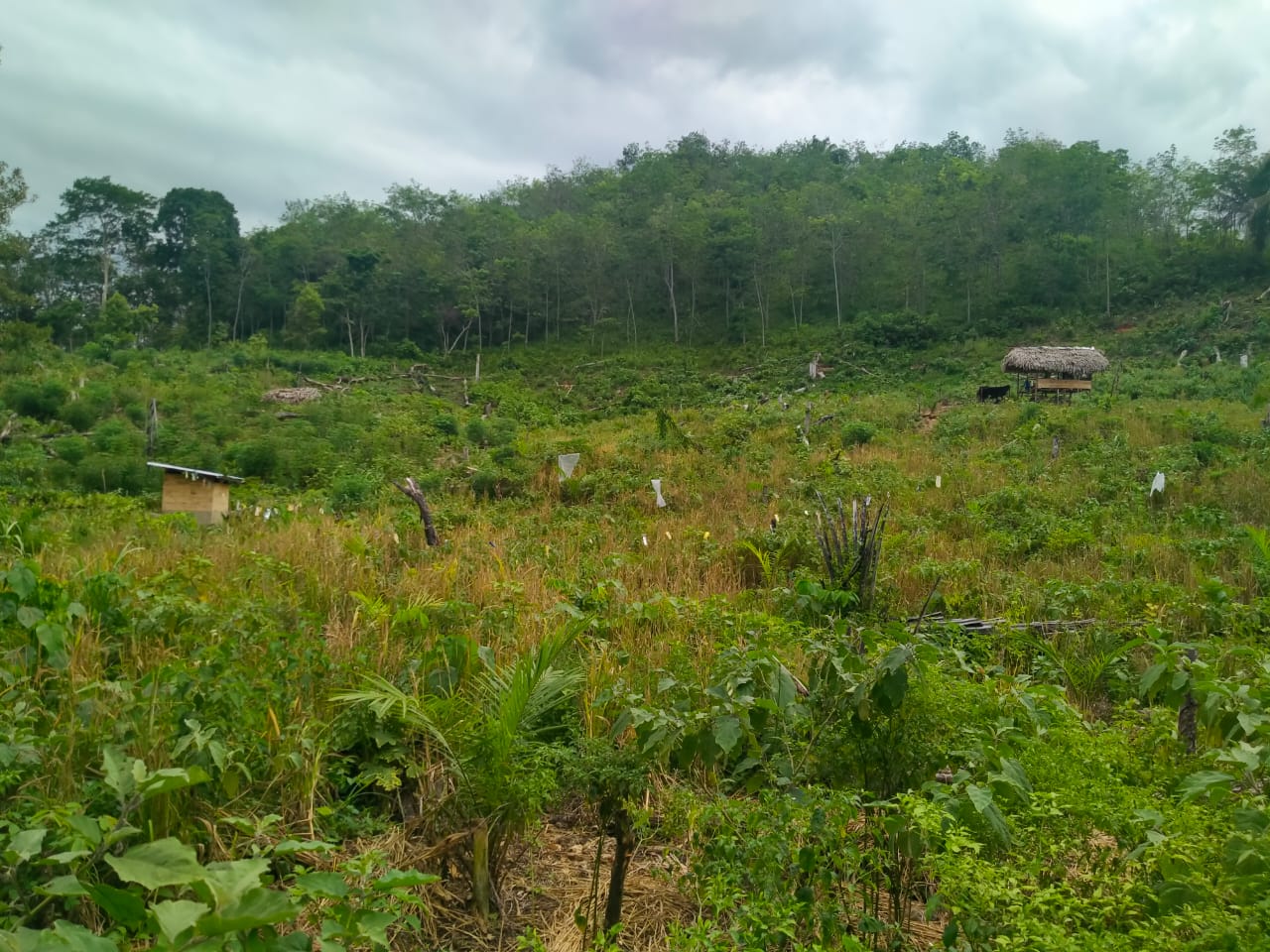 Tanaman Karetnya Ditumbang, Petani ini Yakin Sawit Lebih Menjanjikan