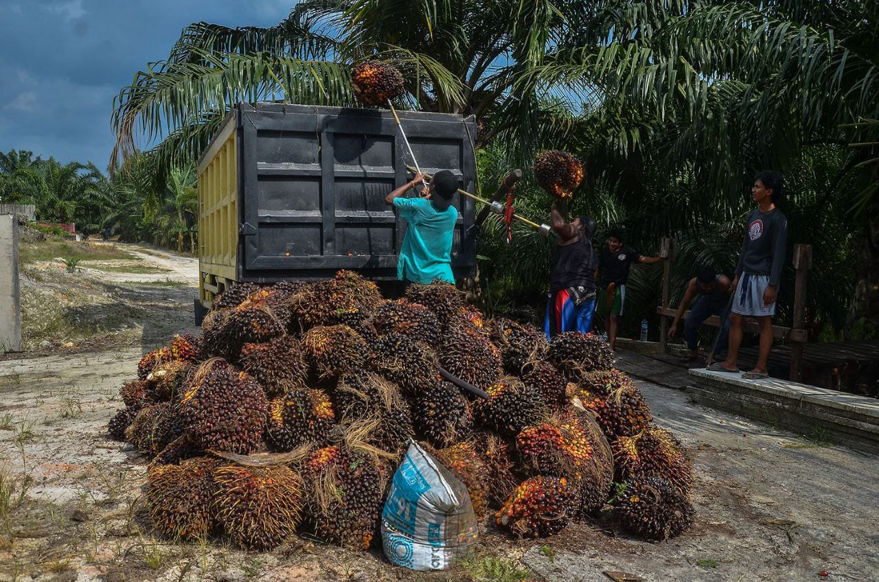 Sawit Anjlok, Nilai Tukar Petani Riau Terperosok