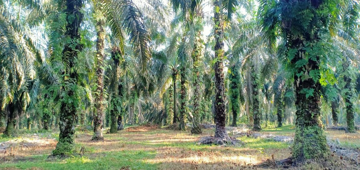 Harga Pupuk Selangit, Petani Sawit Menjerit