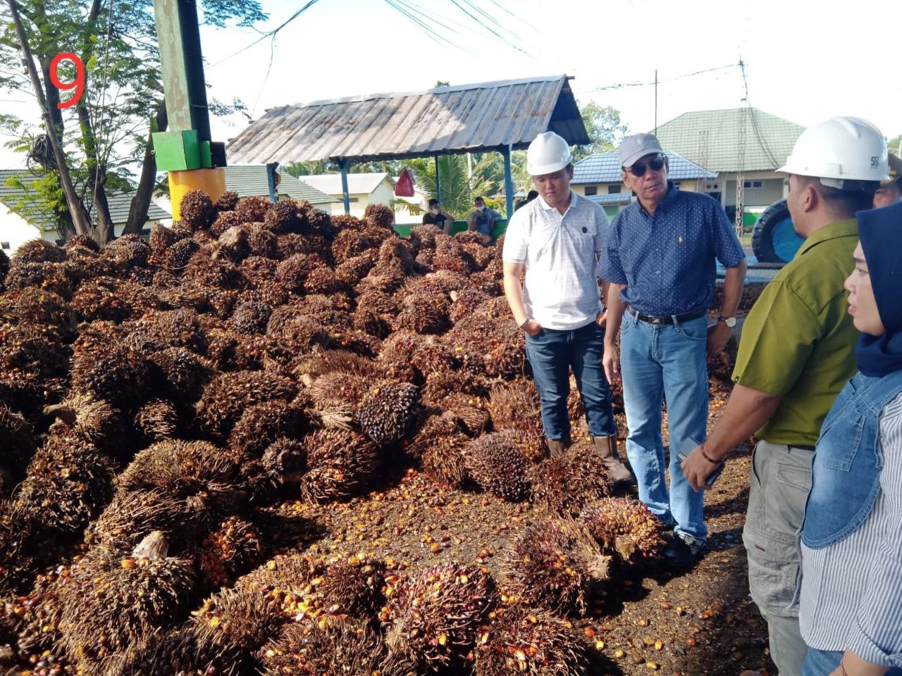 8 Pabrik di Bengkulu Tak Lagi Beli Sawit Petani