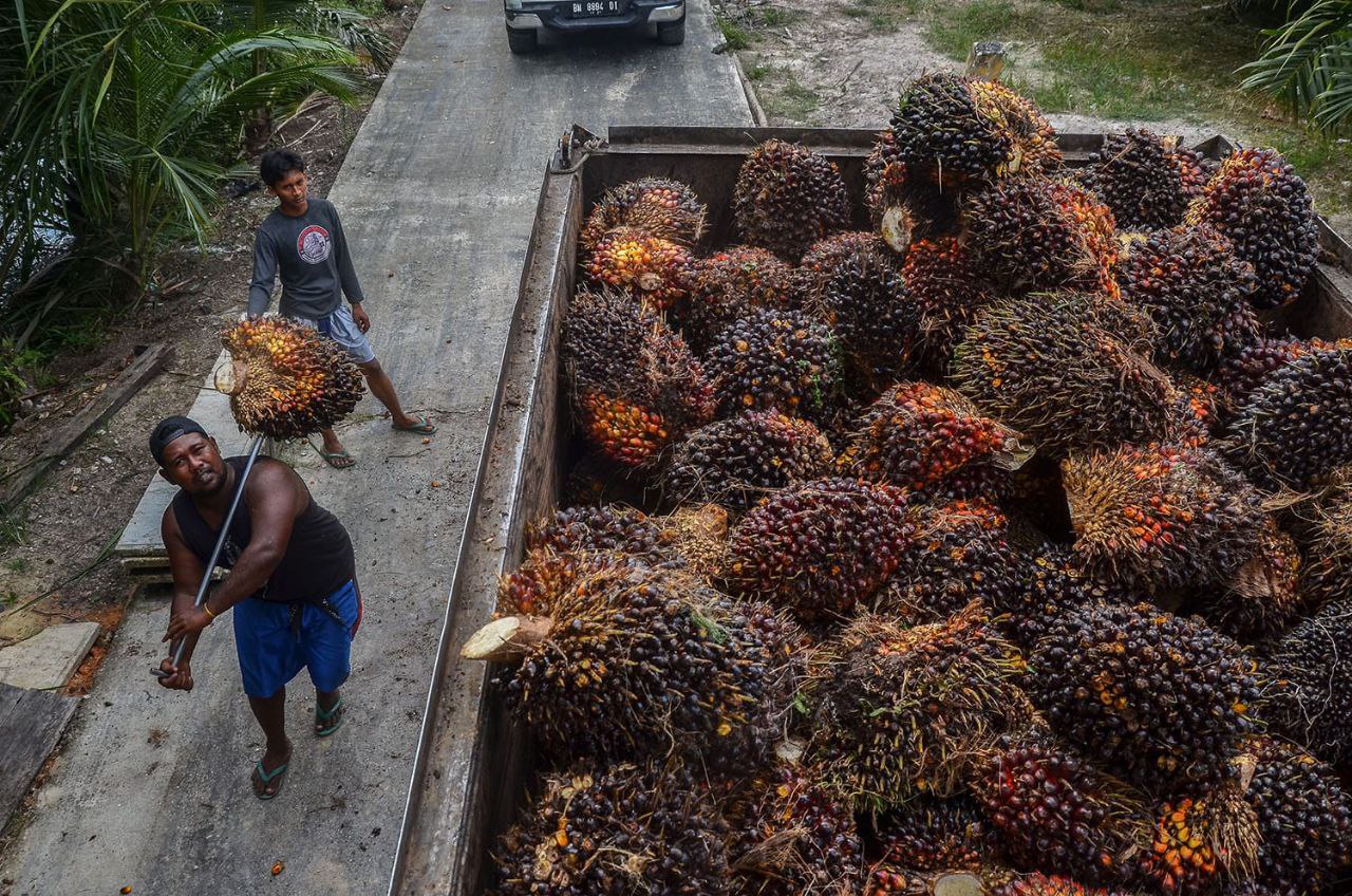 Petani Minta Bikinkan Kementrian Perkebunan