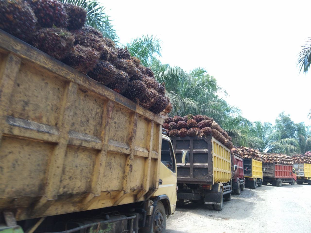 Walau Terbatas, Dua Pabrik Sawit di Bengkulu Tengah Mulai Beli TBS Petani