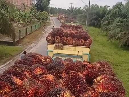 Turun Lagi, Berikut Perkembangan Harga Sawit Terbaru di Jambi