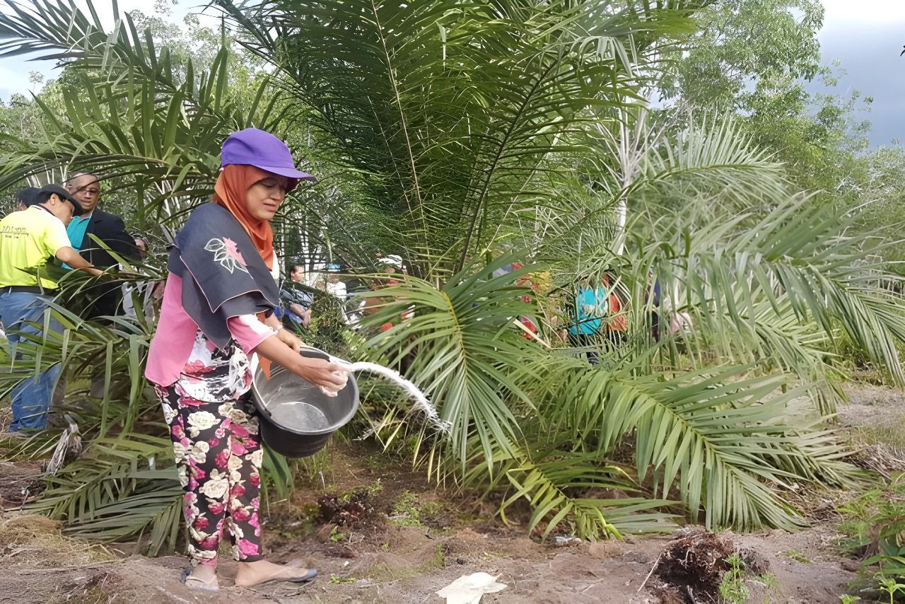 Derita Petani Sawit: Pupuk Tak Disubsidi, Harga TBS Murah