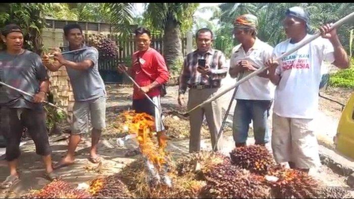 Kesal, Petani Sawit Merangin Juga Mau Bakar TBS