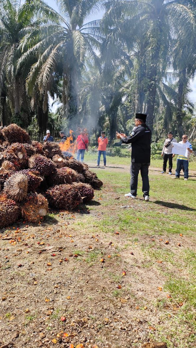 Petani Sumbar Bakar Buah Sawit