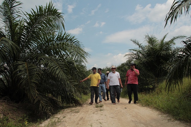 Lebih Separuh Produksi CPO Sumsel Hasil TBS Petani