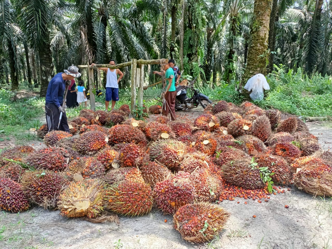 Kebun Cuma Sehektar dan Harga TBS Rp 1.010/Kg, Petani Terduduk