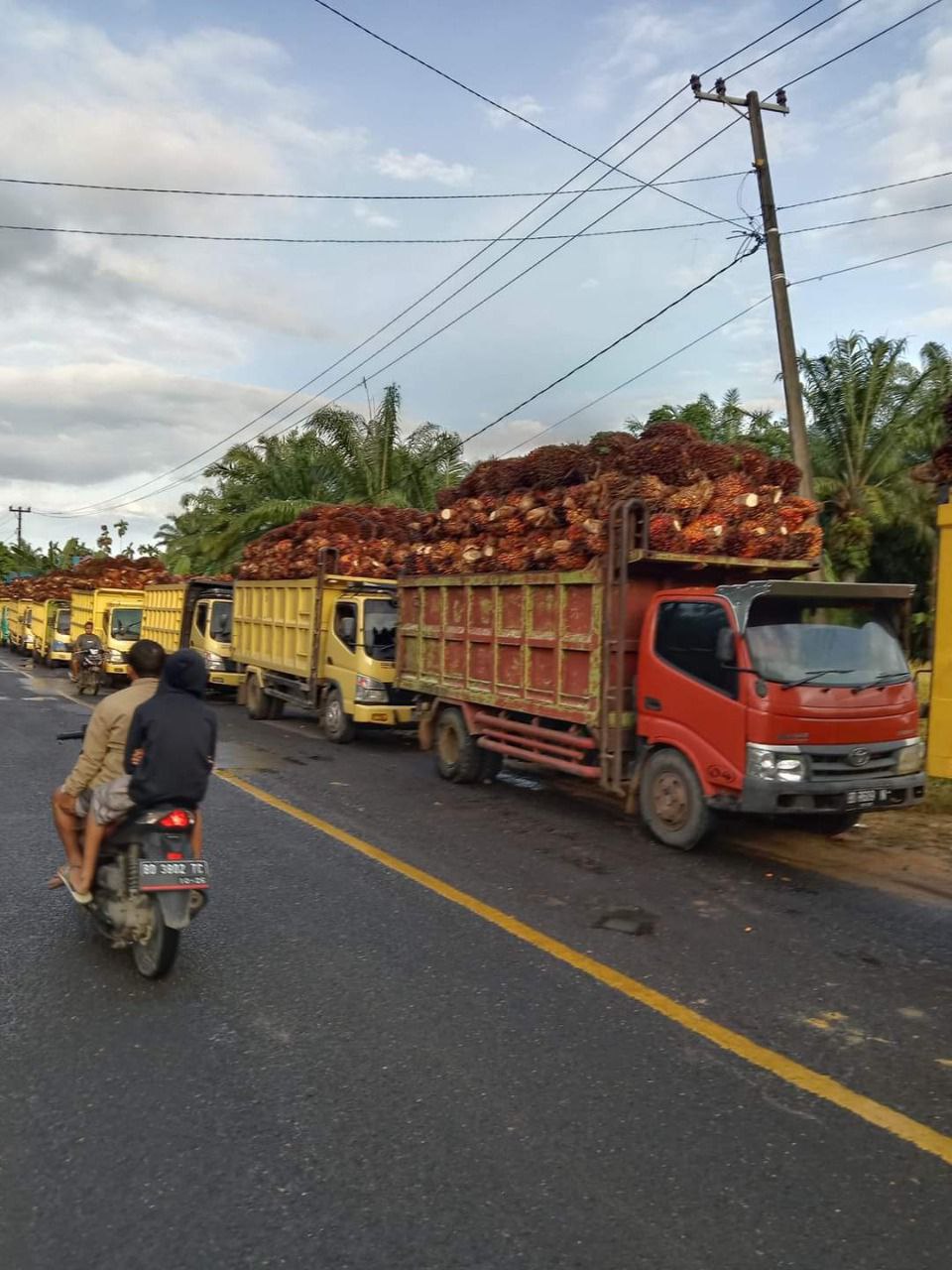 Harga Sawit di Mukomuko Hanya Rp 670/Kg