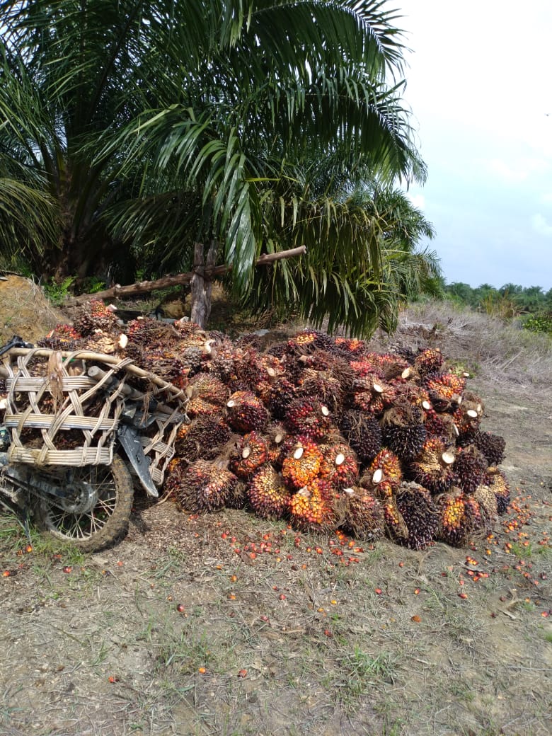 Harga Sawit Anjlok Rp 750/Kg, Disbun Tak Punya Solusi