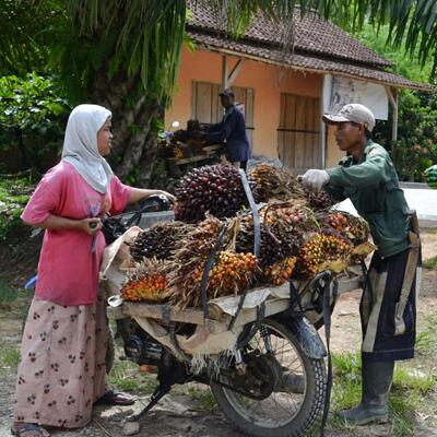 Simak Perkembangan Harga TBS di PKS Sekitar Kalteng