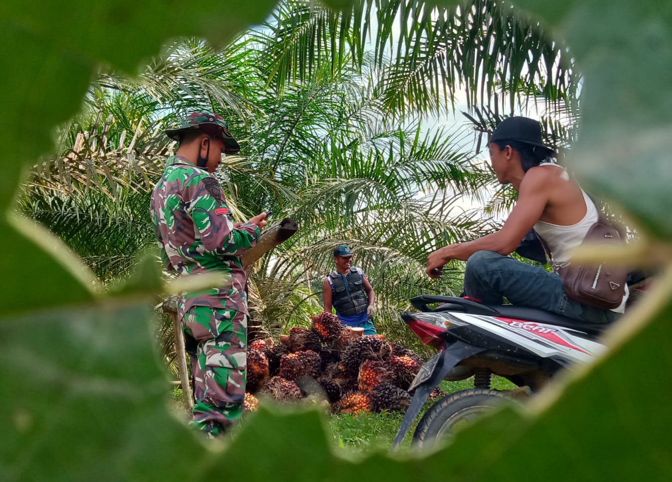 Tahun Depan, Daerah Penghasil Sawit Dapat DBH Dari Pusat