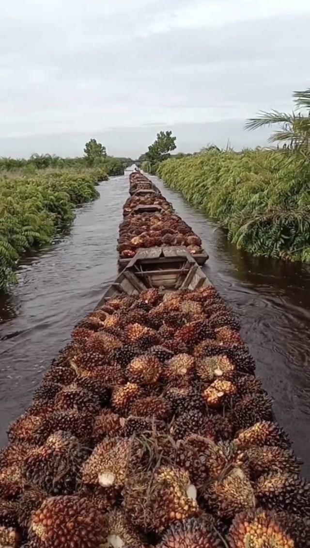 Gulat: Petani Jual Sawit ke Malaysia Bukan Hoax