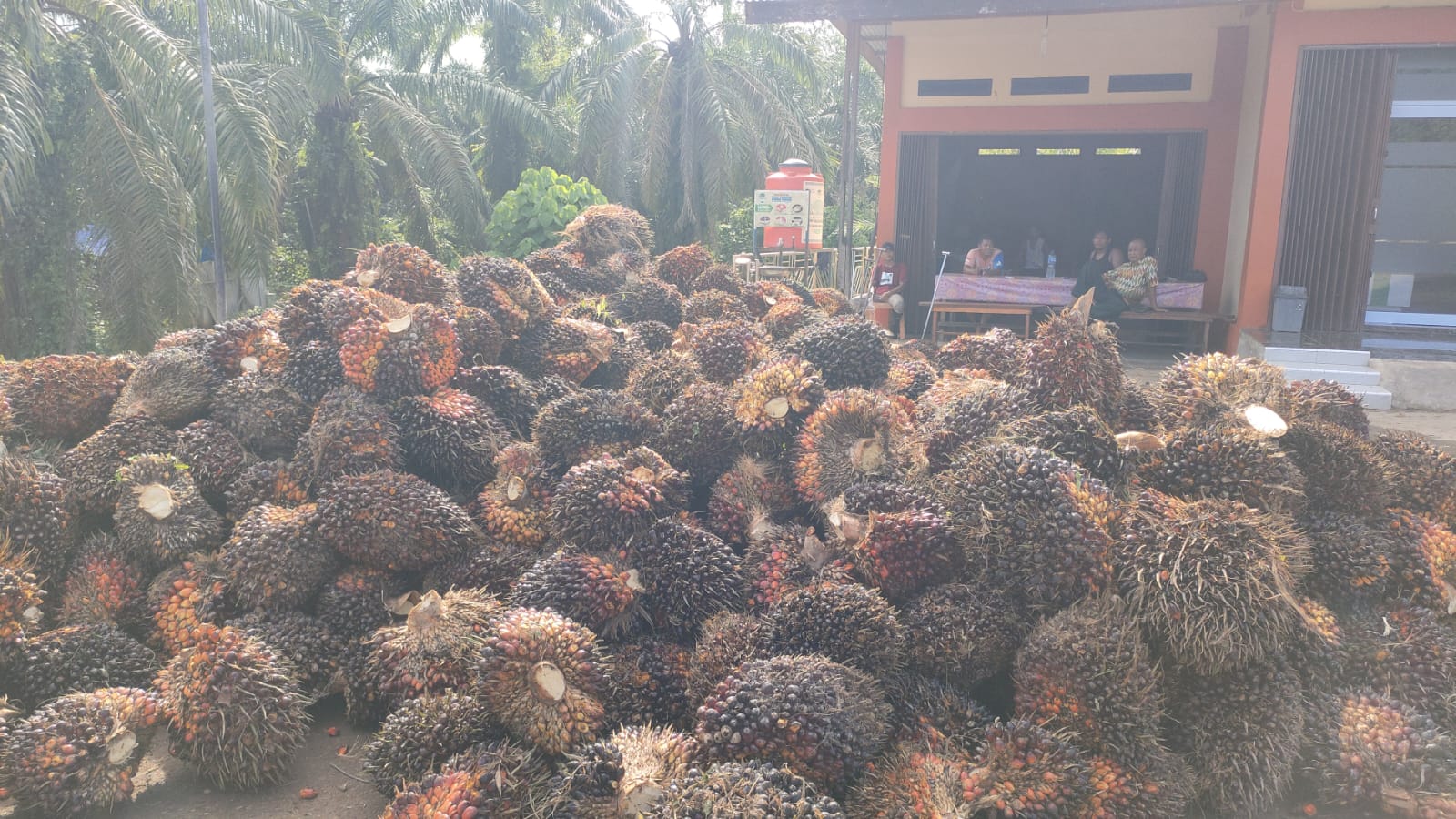 Harga TBS Naik, Petani Sawit Mulai Sibuk ke Kebun