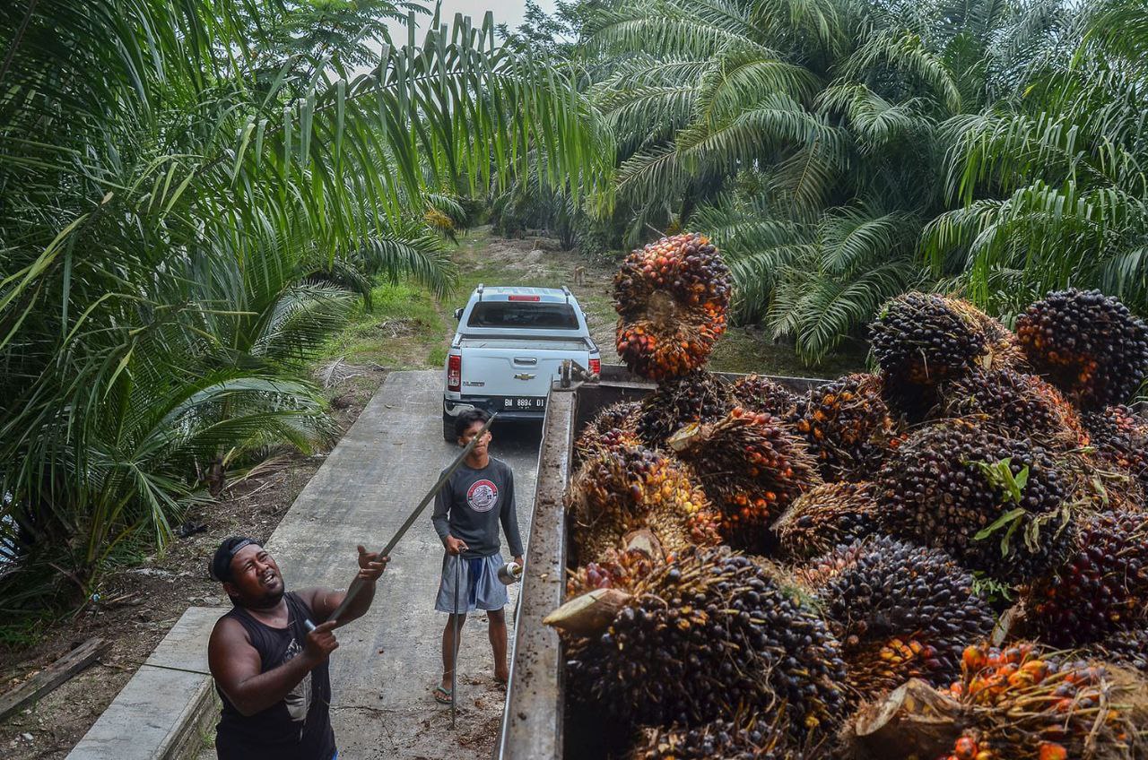 Nasib Petani Akan Lebih Bagus Jika Diizinkan Punya PKS Sendiri