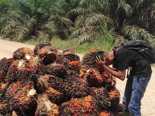 Harga Sawit Disbun Jambi Turun Lagi, di Lapangan Lebih Parah