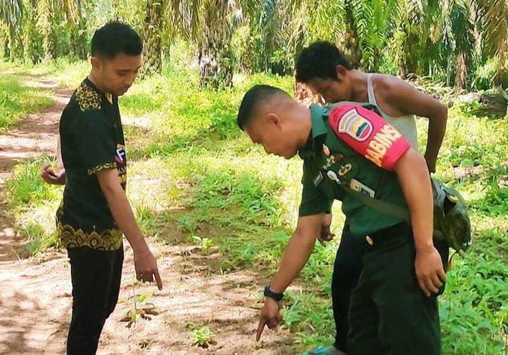 Jejak Ditemukan di Kebun Sawit, Diduga Tapak Harimau