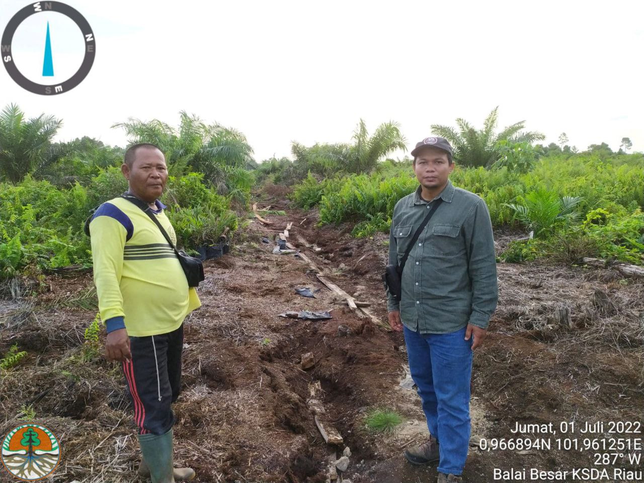 Petani di Siak Resah, Kawanan Gajah Liar Rusak Kebun Sawitnya