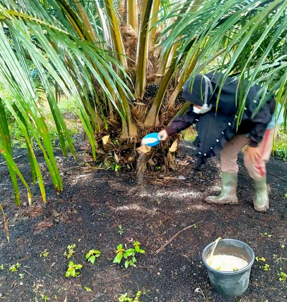 Harga TBS Sawit Anjlok, Utang Petani Menumpuk