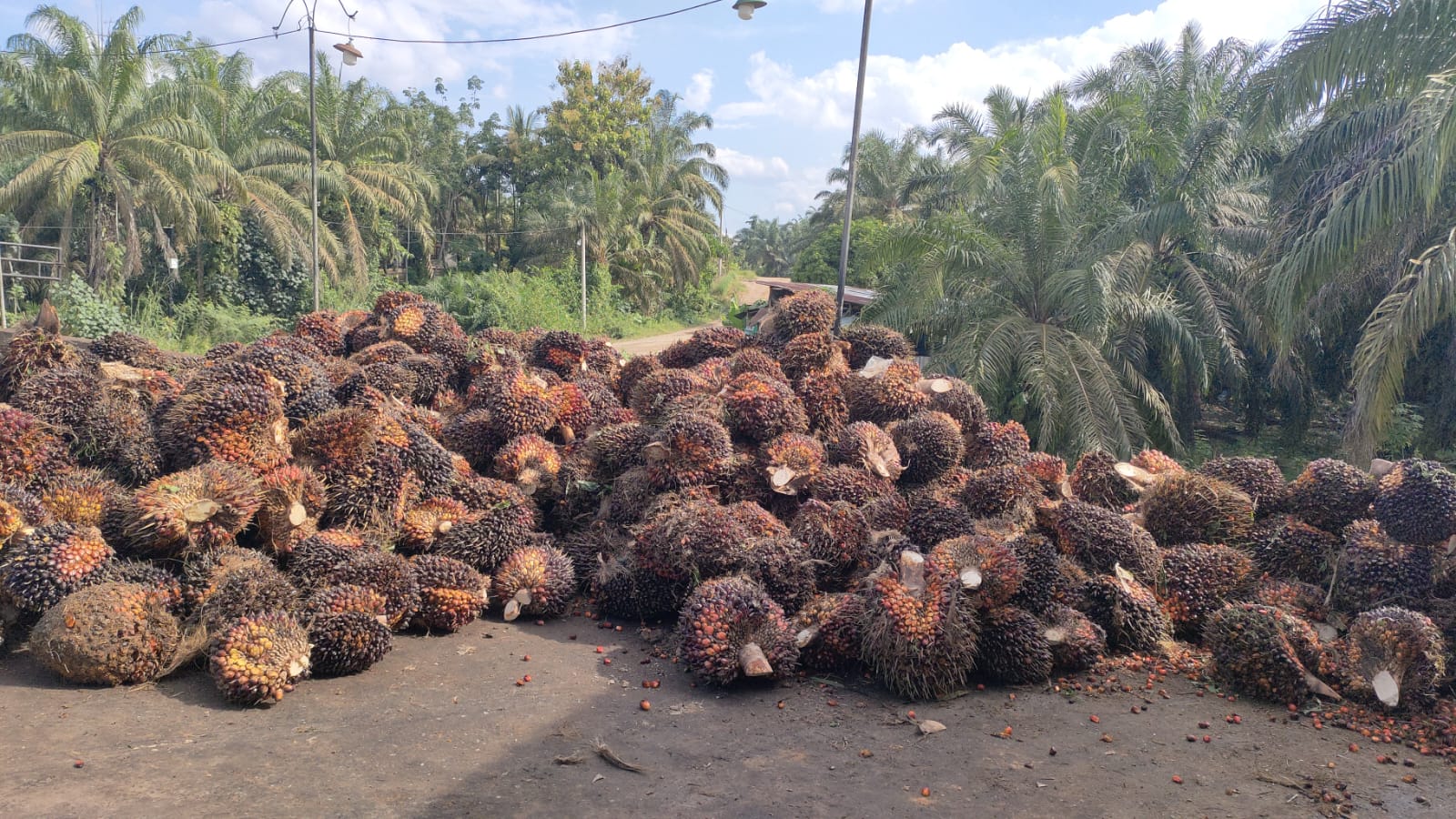 Harga Resmi TBS Sawit di Riau Makin Terseok