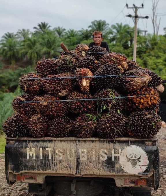 Mendag Minta Pemda di Lampung Awasi Harga TBS Sawit