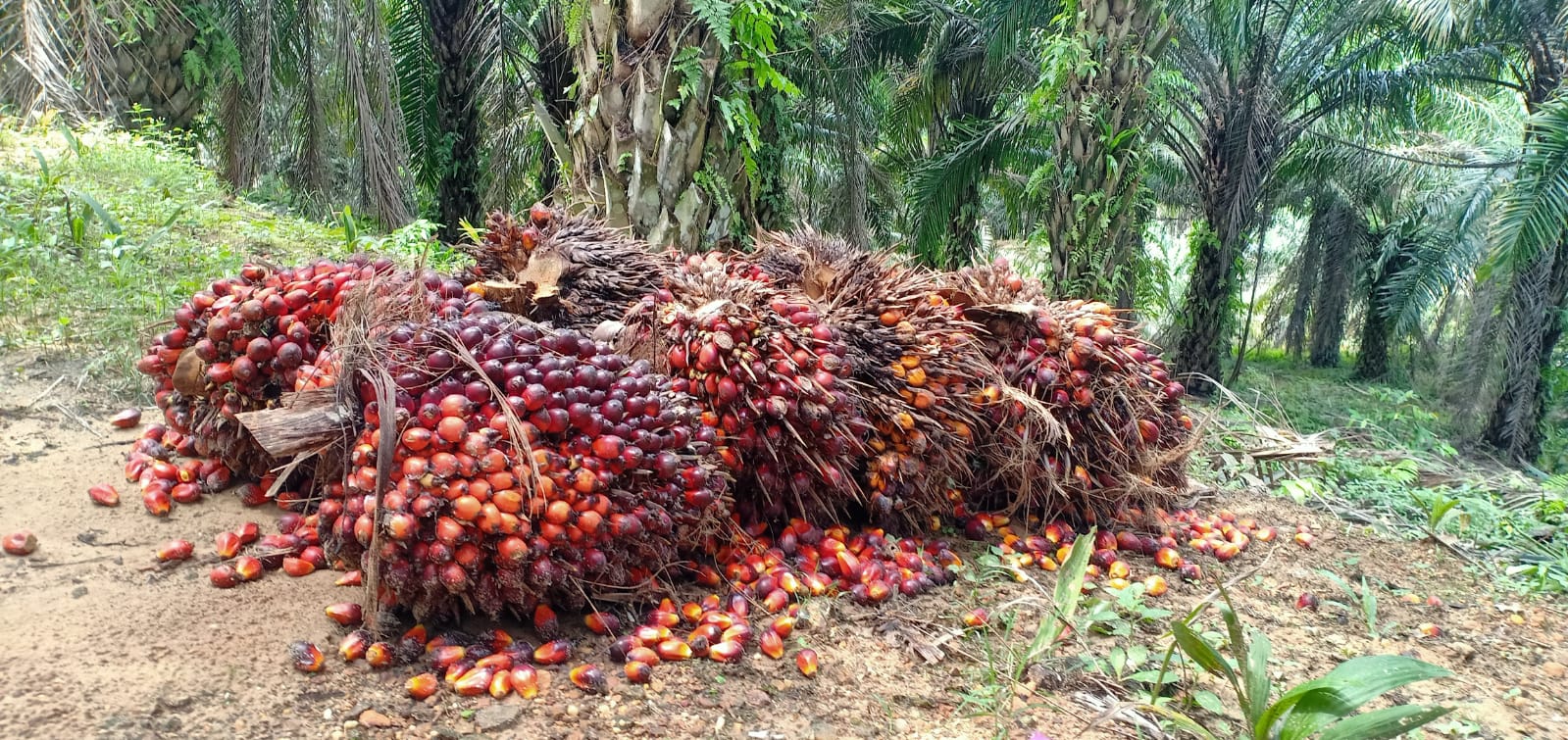 Tumpukan TBS Ditemukan Membusuk di Kebun PTPN  V Sei Rokan