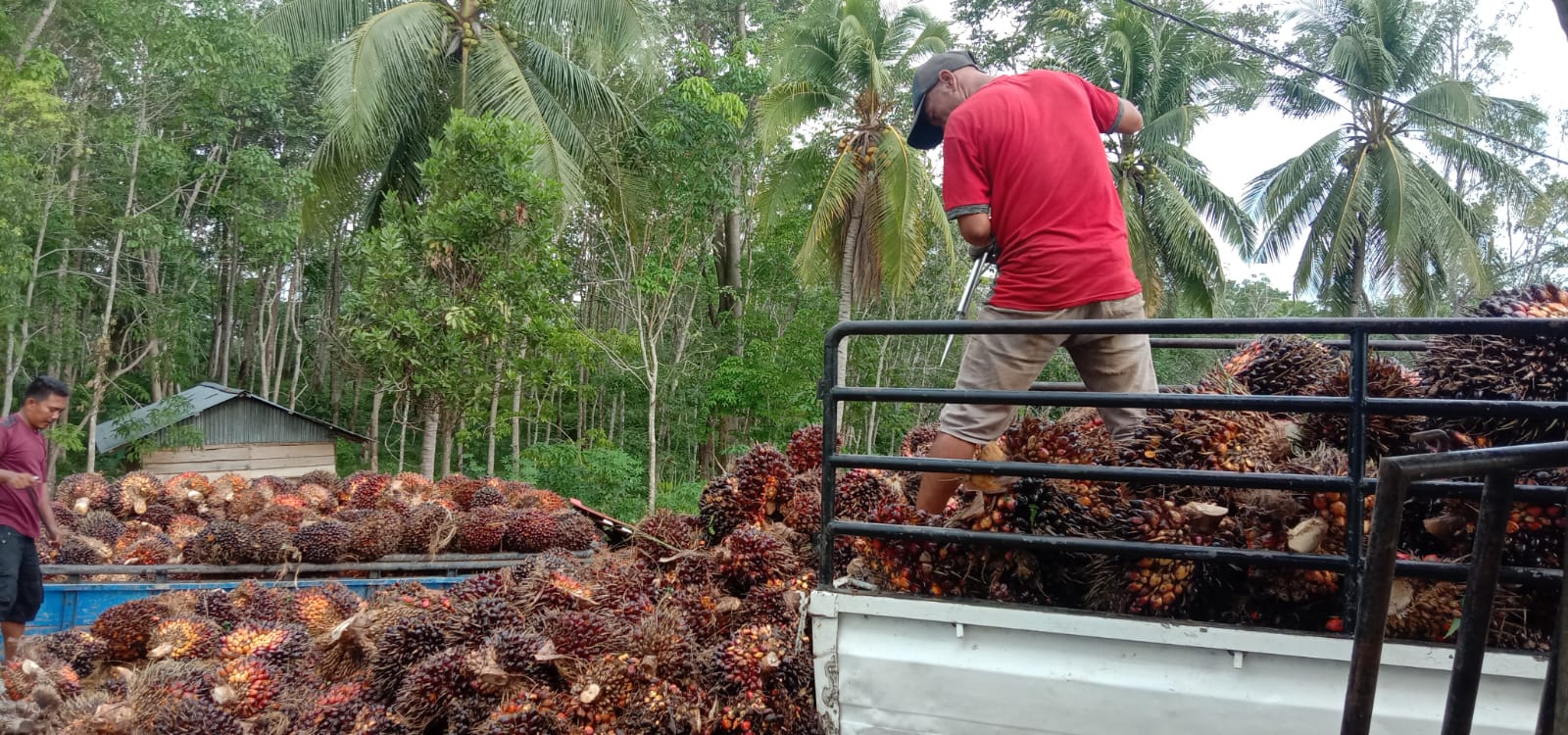 Harga TBS Naik 100 Persen, tapi Petani Masih Malas Panen