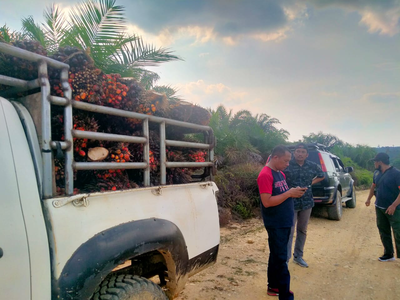 Petani Dapat Info, Pagi ini Harga TBS Naik Tipis