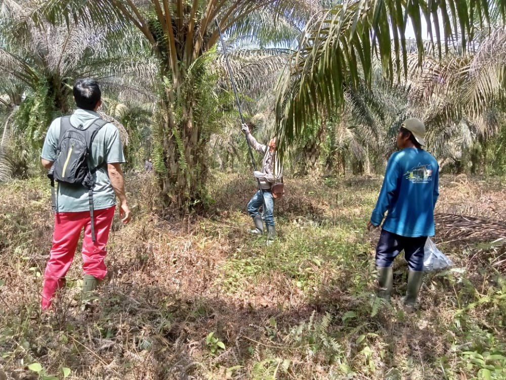 Pas Harga Sawit Tinggi, Banyak Petani Lupa Diri