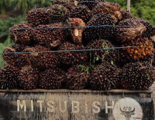 Harga Sawit di Bengkulu Mulai Seribuan